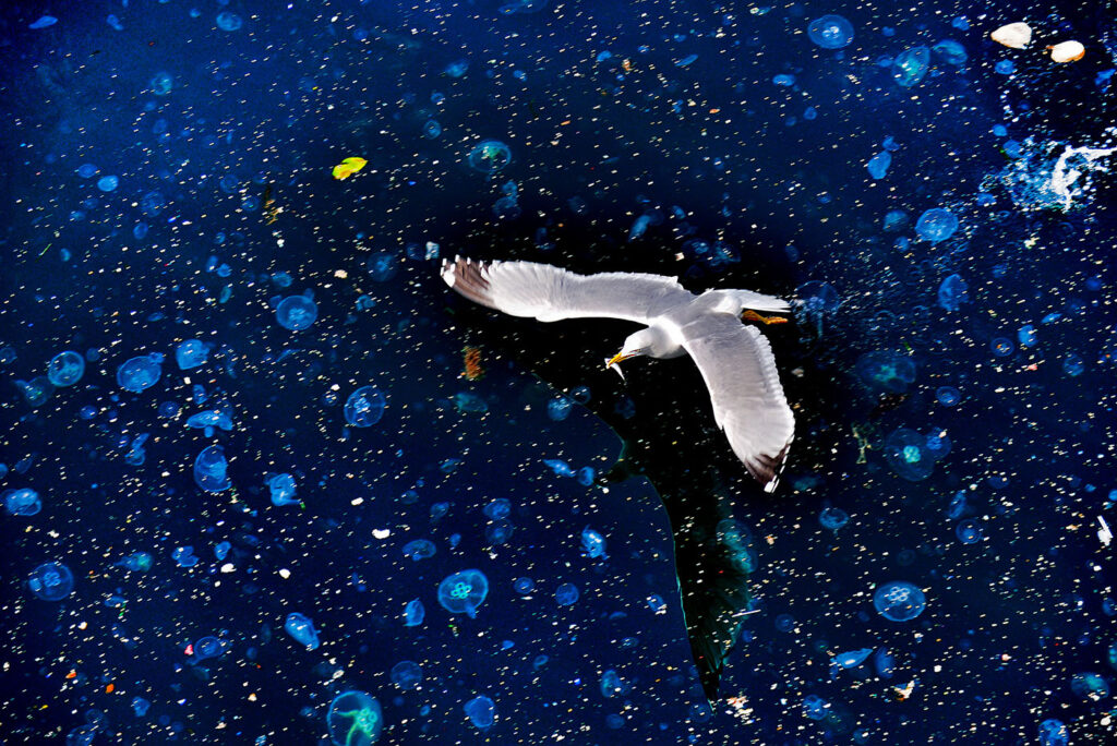 Seagullandfish