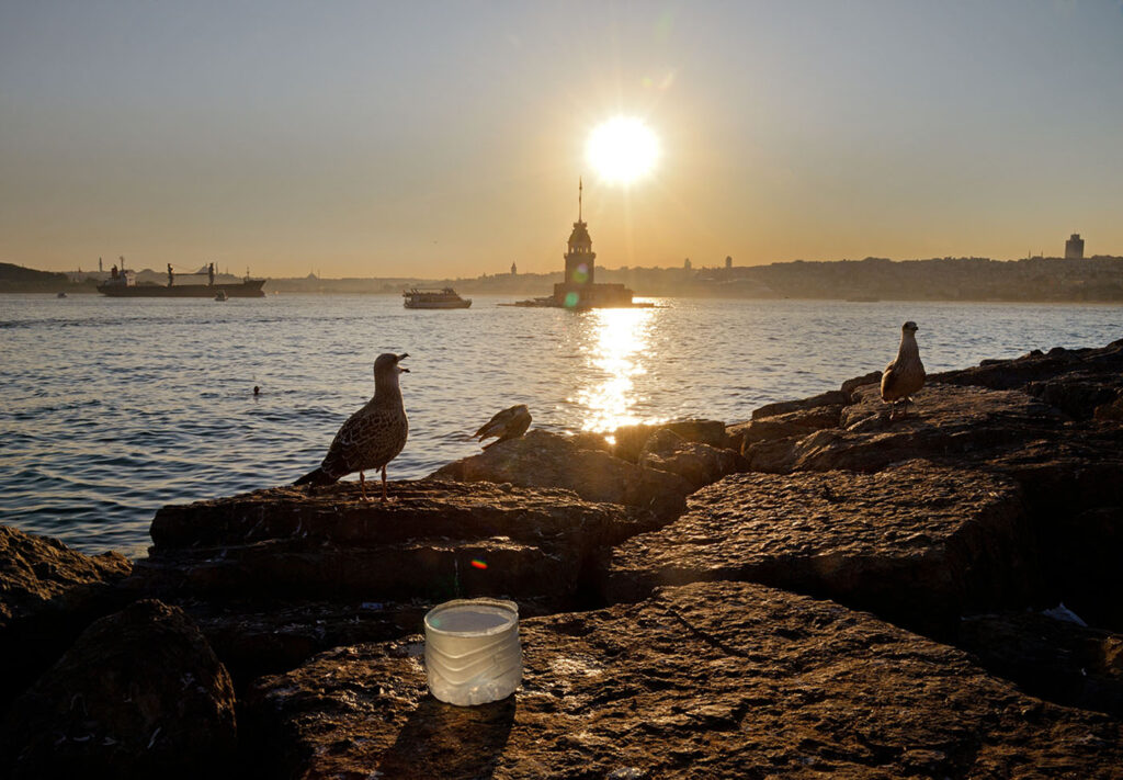 Seagullandsunset